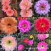 [Direct supply of the base] Dahuacai Grassfree Flower Flower Fairy Ball Multi -Flower Flower Flower Potted Flower