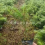 大量杉木杉树苗