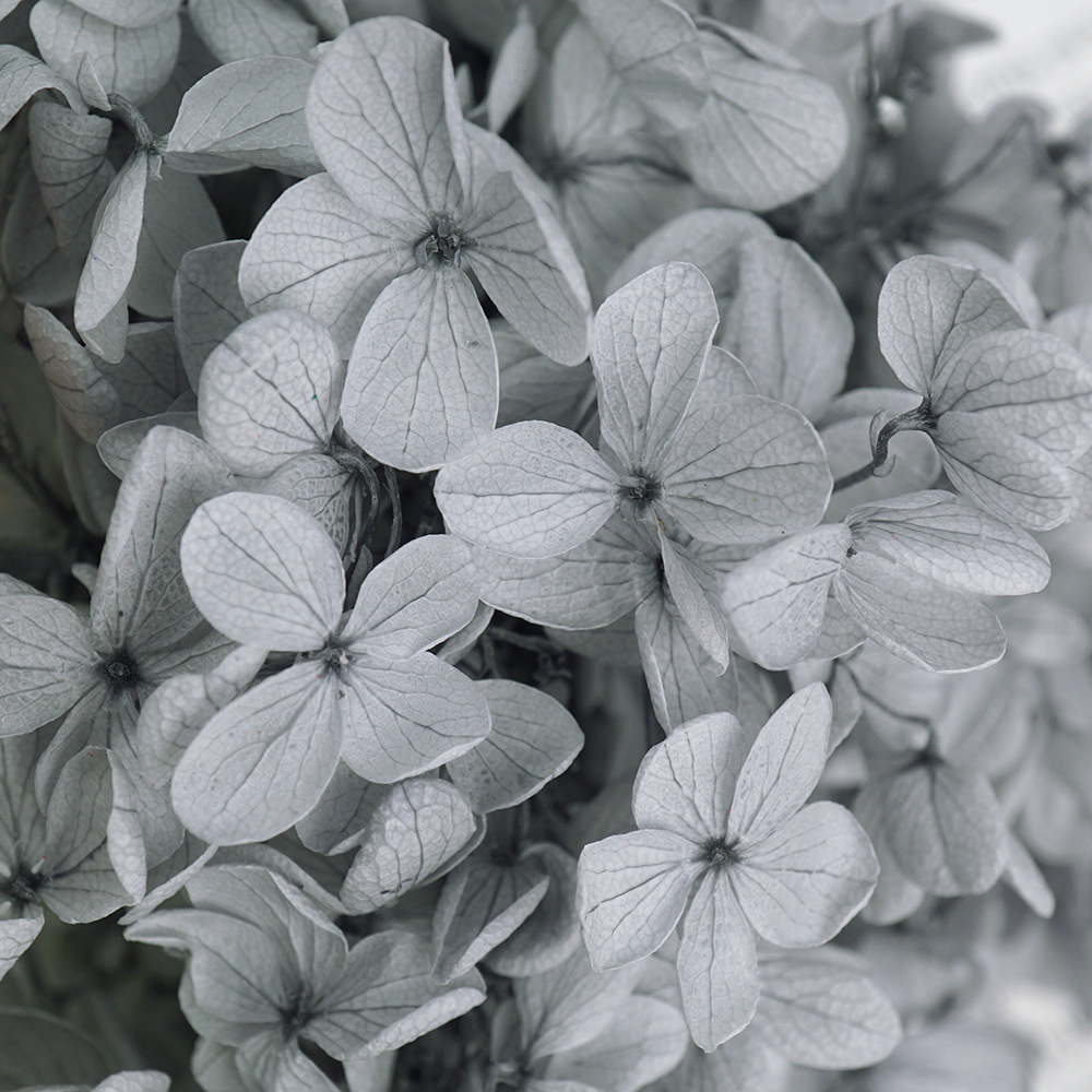 Flores Secas de Hortensia Preservadas A+, Fabricante de Flores Frescas Preservadas, Venta al por Mayor, Caja de 20g, Hortensia de Hoja Mediana Preservada