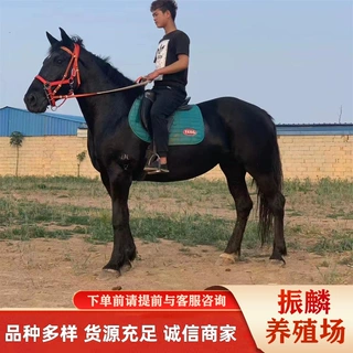 山东婚庆马租赁 骑乘用伊犁马 养殖场半血马价格