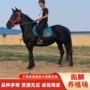 山东伊犁婚庆租赁马