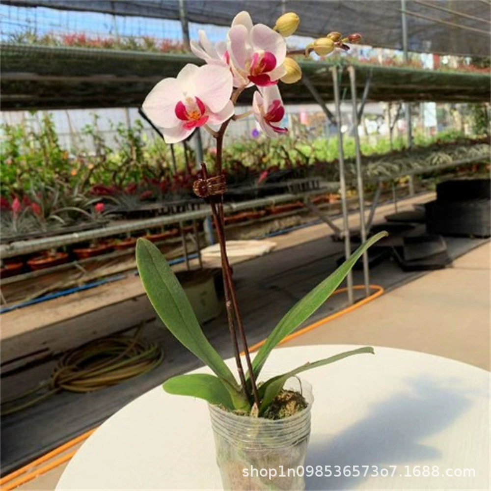 Настоящий цветок фаленопсис Рассада орхидеи Четыре сезона Комнатные цветы в горшке Зеленая посадка Цветение в год Хорошее повышение рассады Прямые волосы рассады орхидеи