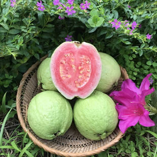 Barler Guava, Fujian Pearl Red Heart Pan Pan