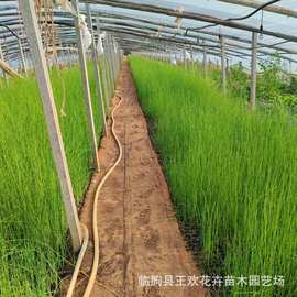 水葱多年生水生植物苗木基地  绿化工程苗湿地绿化植物营养钵