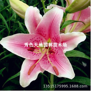 Imported Perfume Lily Bulbs, Potted Lilies with Buds, Easy to Grow and Live in All Seasons, Potted Bulbs, Florals and Green Plants