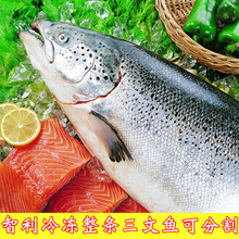智利进口冷冻新鲜大西洋鲑整条大西洋鲑刺身寿司生鱼片包邮可帮分