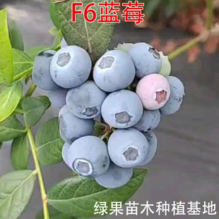 �ϸ���Ʒ�NF6�{ݮ�箔��Y���ϱ����Nֲ�{ݮ���̨�����{ݮ�����