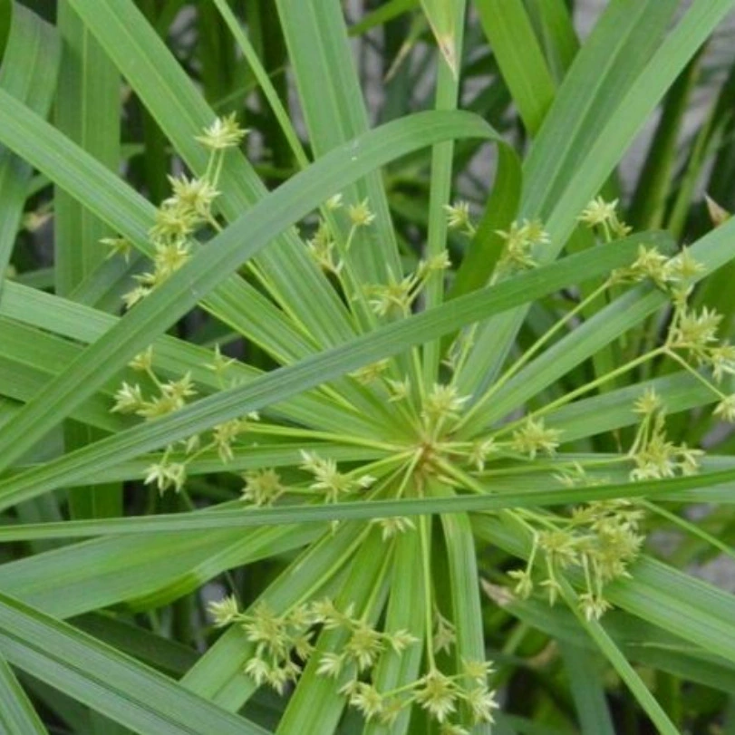 Зонтичная трава, водяной бамбук, трава ветряной мельницы, саженцы в горшках, водные растения, Lythrum sylvestris
