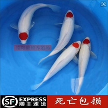 锦鲤活体日本精品种进口大小型丹顶鸿运当头一点红招财观赏鱼苗