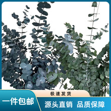 永生尤加利铜钱按桉树苹果叶干花束家居装饰批发花材跨境浴室装饰