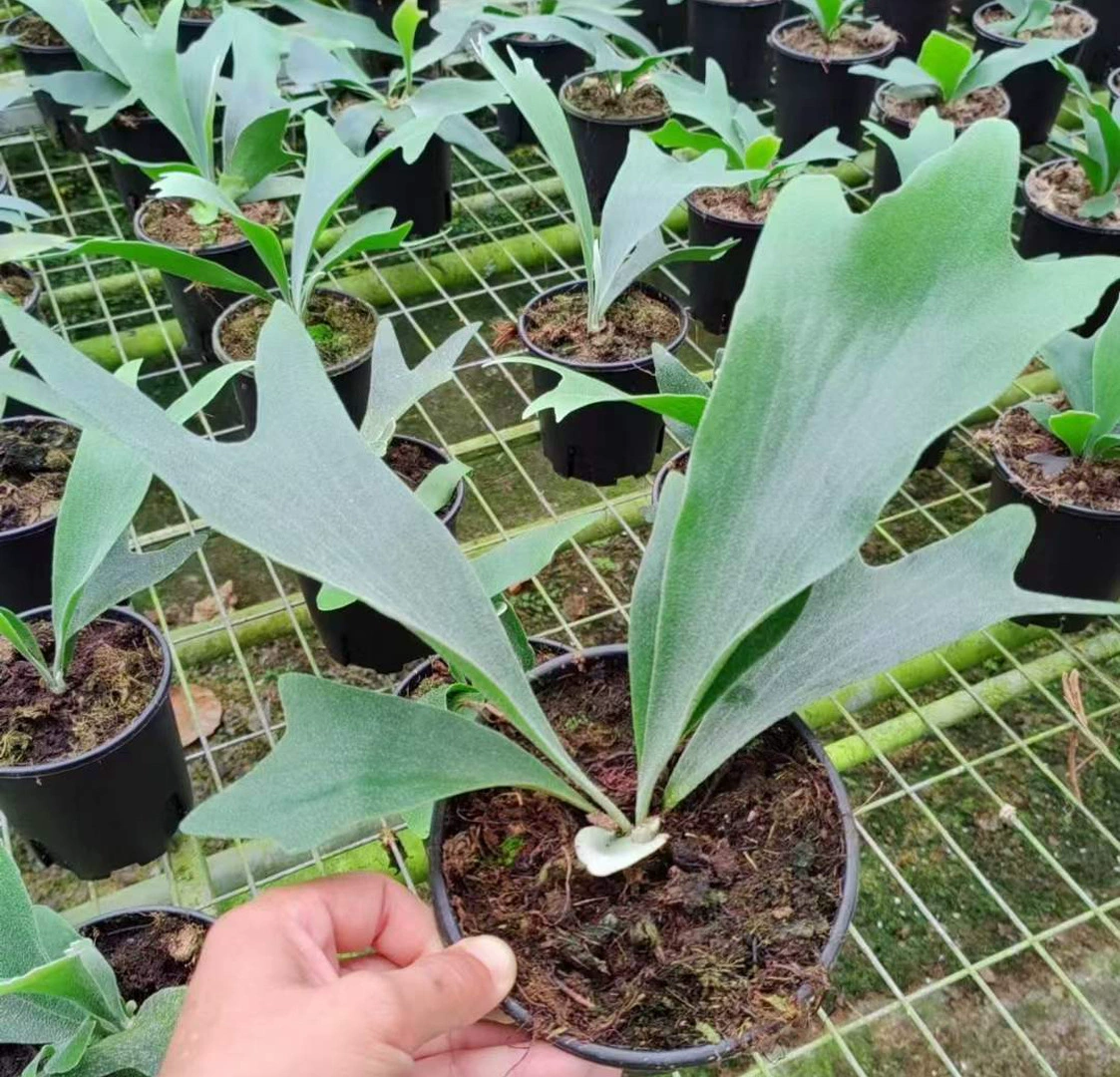 [Базовые прямые поставки] Цветы листвы Маленький папоротник в горшке 0,5 галлона Папоротник из рога оленя