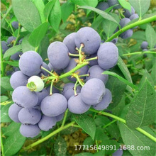 AԳſ˵{ݮԹ Gʯ{ݮl