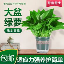 �G�}�����҃Ⱥ��B�͏d������ֲ����~�L�ٴ���G�j���l����ȩ�Gֲ