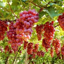 批发红旗特早玫瑰葡萄 新品种葡萄树苗 巨大粒葡萄苗五月成熟当年