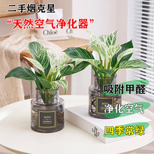 �K���ˮ��ֲ���҃Ⱥ��B�G�}����ȩ�G�������G�q�Gֲ�����ļ�����
