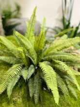 ާ�ֲ���R��ľ�쾰�Gֲ�ٲ�˹�ݔ[�O�W�t�Ĕz���߾��b���������