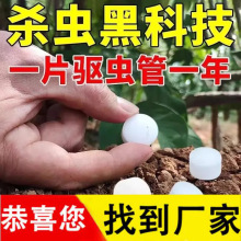 园艺防虫片 糖化硼肥片批发家用 绿植多肉花卉盆栽防虫颗粒防烂根