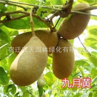 �o�Ѱ��¹���ɫ���~ľͨ�����ό�����ը�A֪��ţ���Ӱ���ը����
