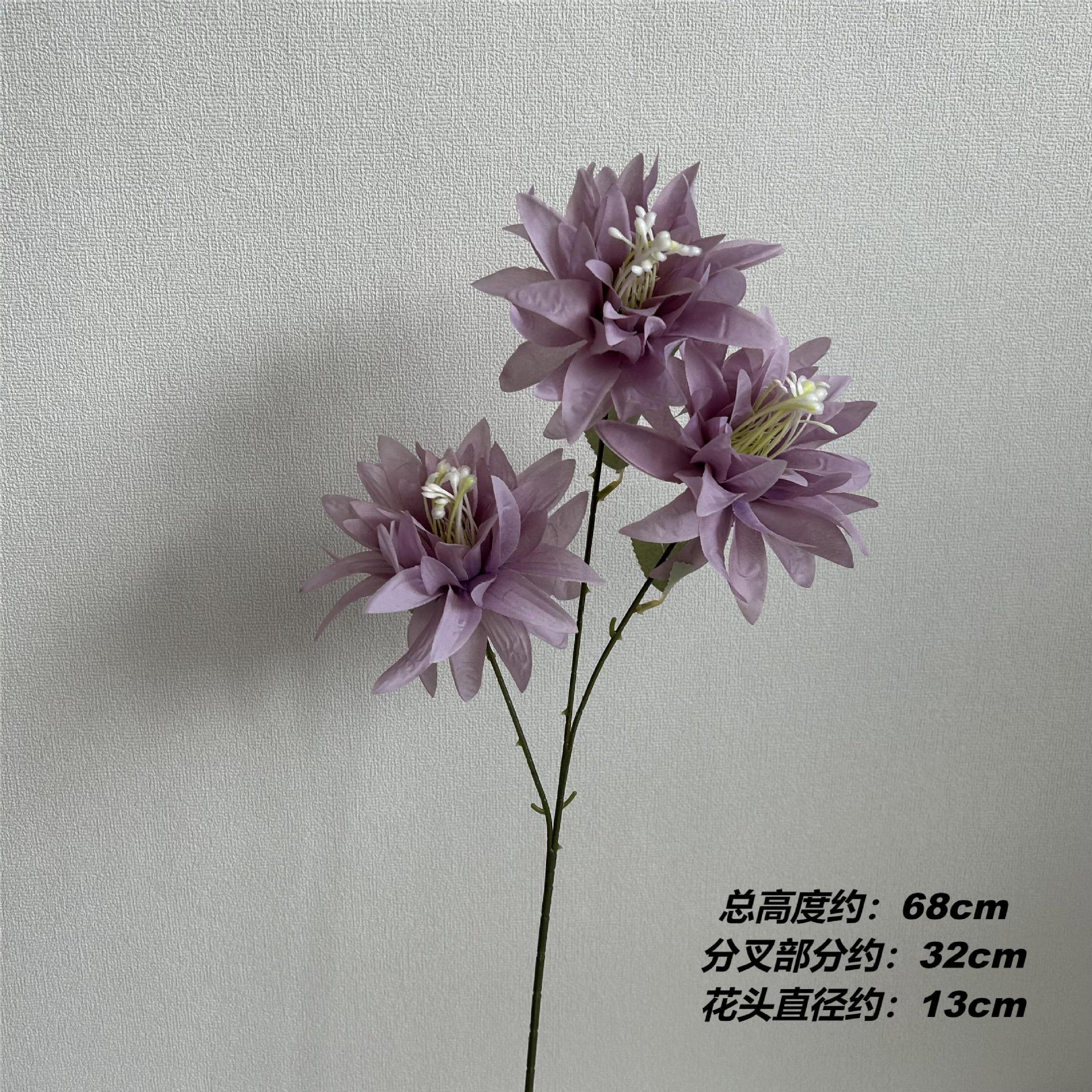 XH3 큰 발톱 국화