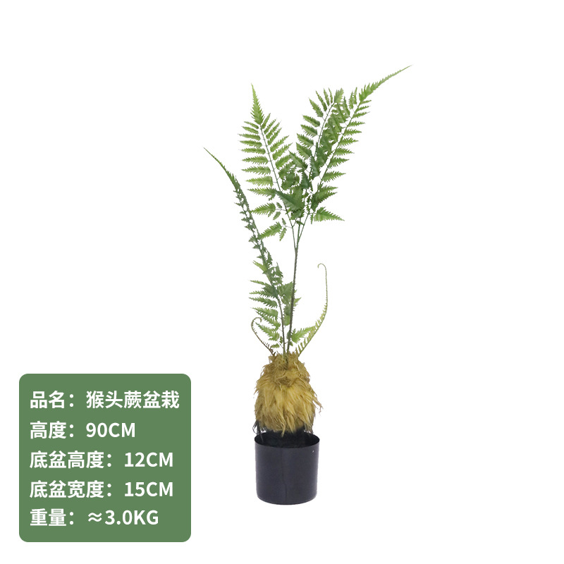 Cabeza de mono Helecho 90CM (con base negra)