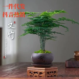 盆栽;花盆容器;盆景
