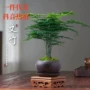 客厅盆栽植物桌面文竹