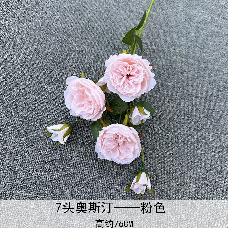 Rosa Austin de 7 cabezas, rosa