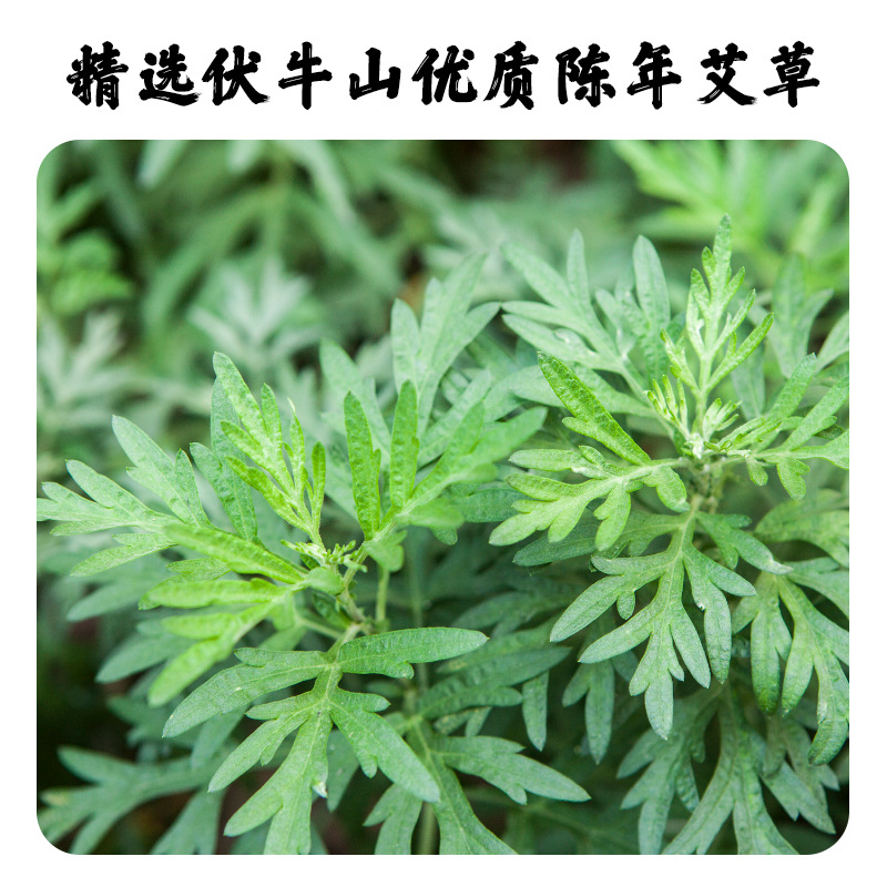 Bolsa de compresa en caliente de algodón de moxium espesar hoja de moxium calentamiento eléctrico sal marina bolsa de compresa en caliente accesorios de reemplazo de núcleo moxium hoja de medicamento