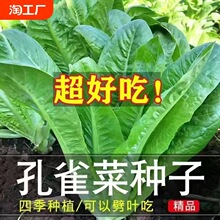 孔雀菜种子罗马直立生菜包心生菜种子籽四季种植高钙营养蔬菜种子