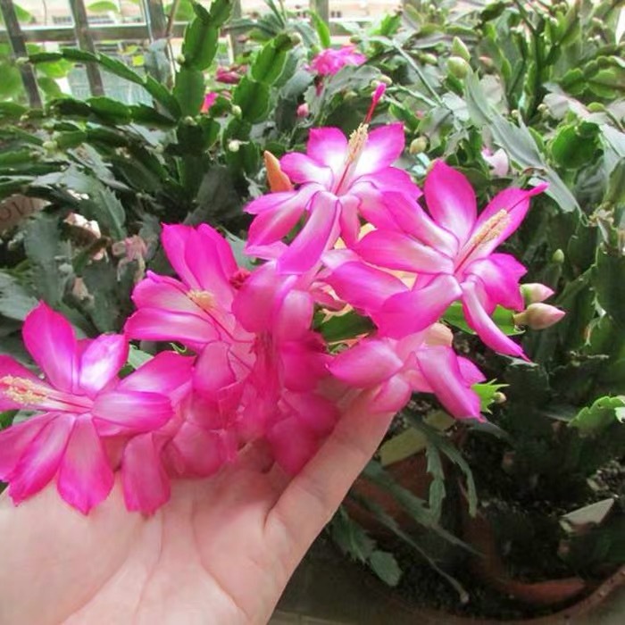 Planta en maceta de orquídea de garra de cangrejo dorado con capullo de flor con maceta, injerto multicolor, pétalos dobles, nuevas flores en todas las estaciones, plantas verdes