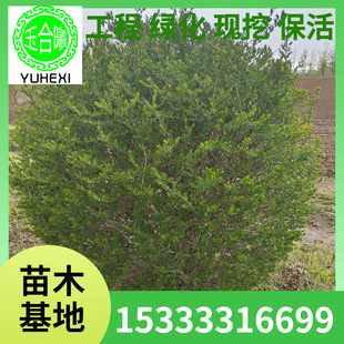 Water Wax Ball, Ligustrum Ball, Golden Leaf Water Wax Ball, Green Leaf Water Wax Ball, Residential Road Urban and Rural Greening Tree Ball