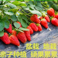 Four Seasons Клубника Рассада в горшке Растение с почвой и фруктами с цветами Плоды года Съедобное красное молоко Клубника Рассада Балкон с горшками