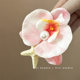 The romantic island! Phalaenopsis starfish hairpin! Seaside Holiday Style Side Clip Elegant Hair Accessories Travel Hairpin for Women