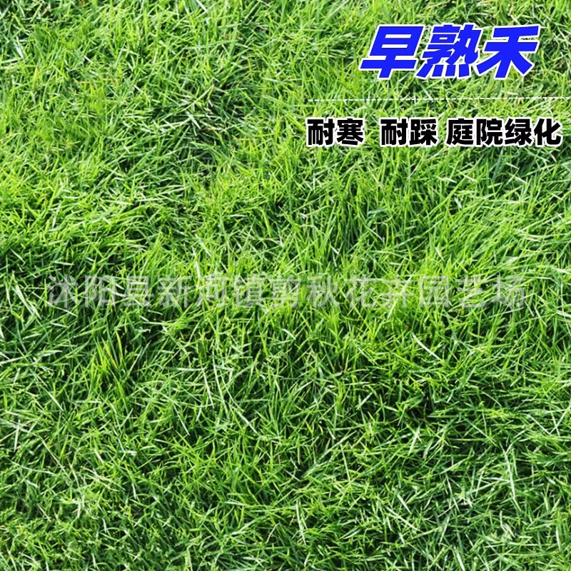 Семена Poa Pratensis с синей маркировкой Импортные семена газона Морозостойкие, устойчивые к протеканию, семена для озеленения карликов во дворе