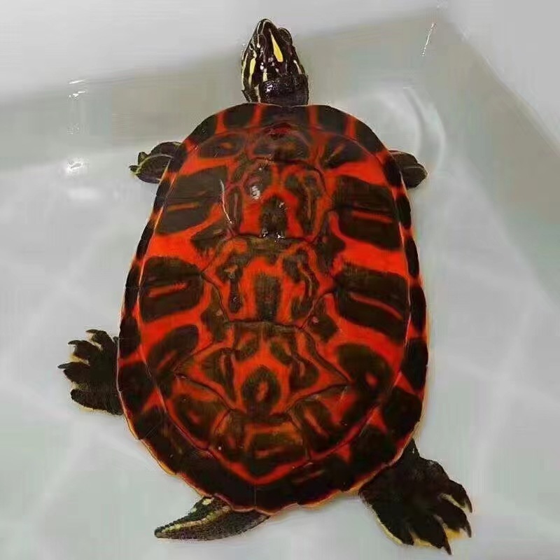火焰龟深水龟鱼缸混养小乌龟活物稀有活体小宠物吃粪龟清洁龟冷水-阿里巴巴
