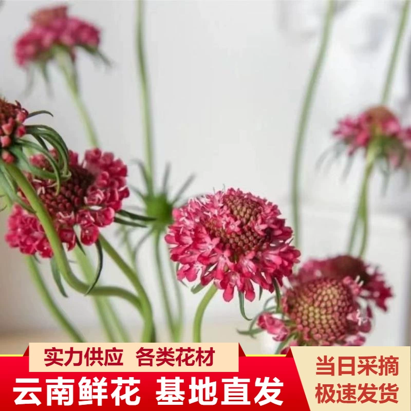 Сосновый Кордицепс цветы оптом Юньнань Куньмин цветочный магазин свадебный цветок вода цветочная композиция букет с цветами