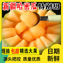 新疆哈密瓜吐鲁番新鲜应当季水果甜瓜整箱10斤顺丰包邮！