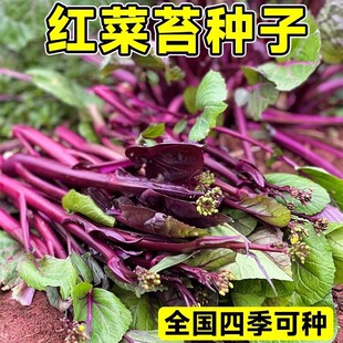 �t��̦�N����������̦�Ͳ˲�о�ײ�̦�N��ԭ�b�ļ���ȫ�߮a