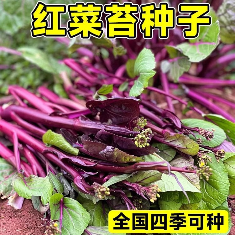 Red Cabbage Seeds, Beet Greens, Bok Choy Greens, Rape Flower Stalks, Cabbage Seeds, Original Packaging, All-Season Collection, High Yield