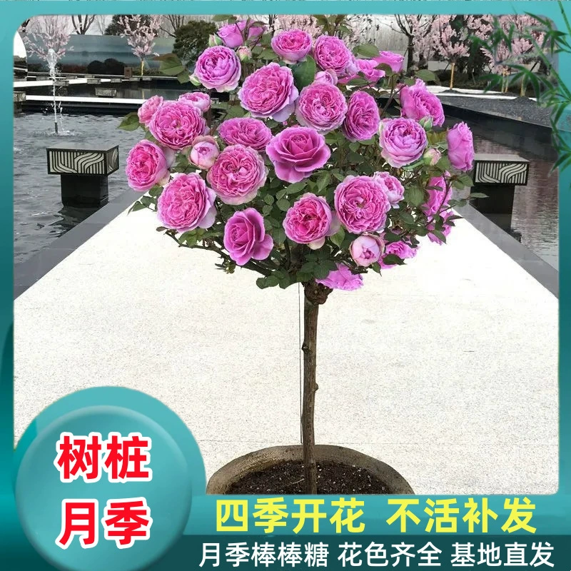 Пень Роза Леденец Дерево Многоцветная Роза Четыре сезона Цветущие рассады Очень высокий полюс в горшке Цветочное садовое растение