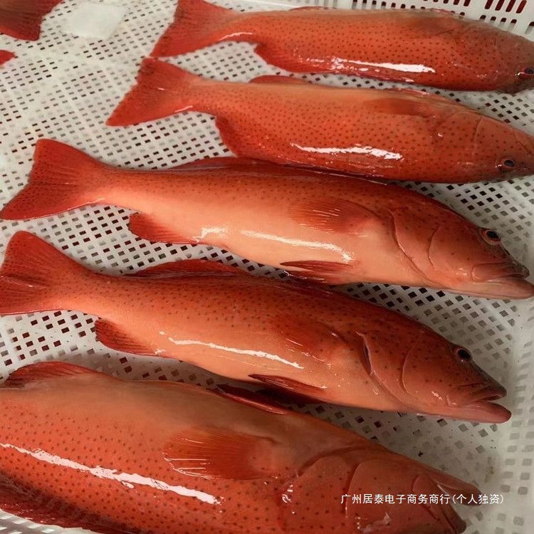 东星斑石斑鱼新鲜现杀速冻鲜活海鱼冰鲜深海大红星红斑鱼海鲜野生