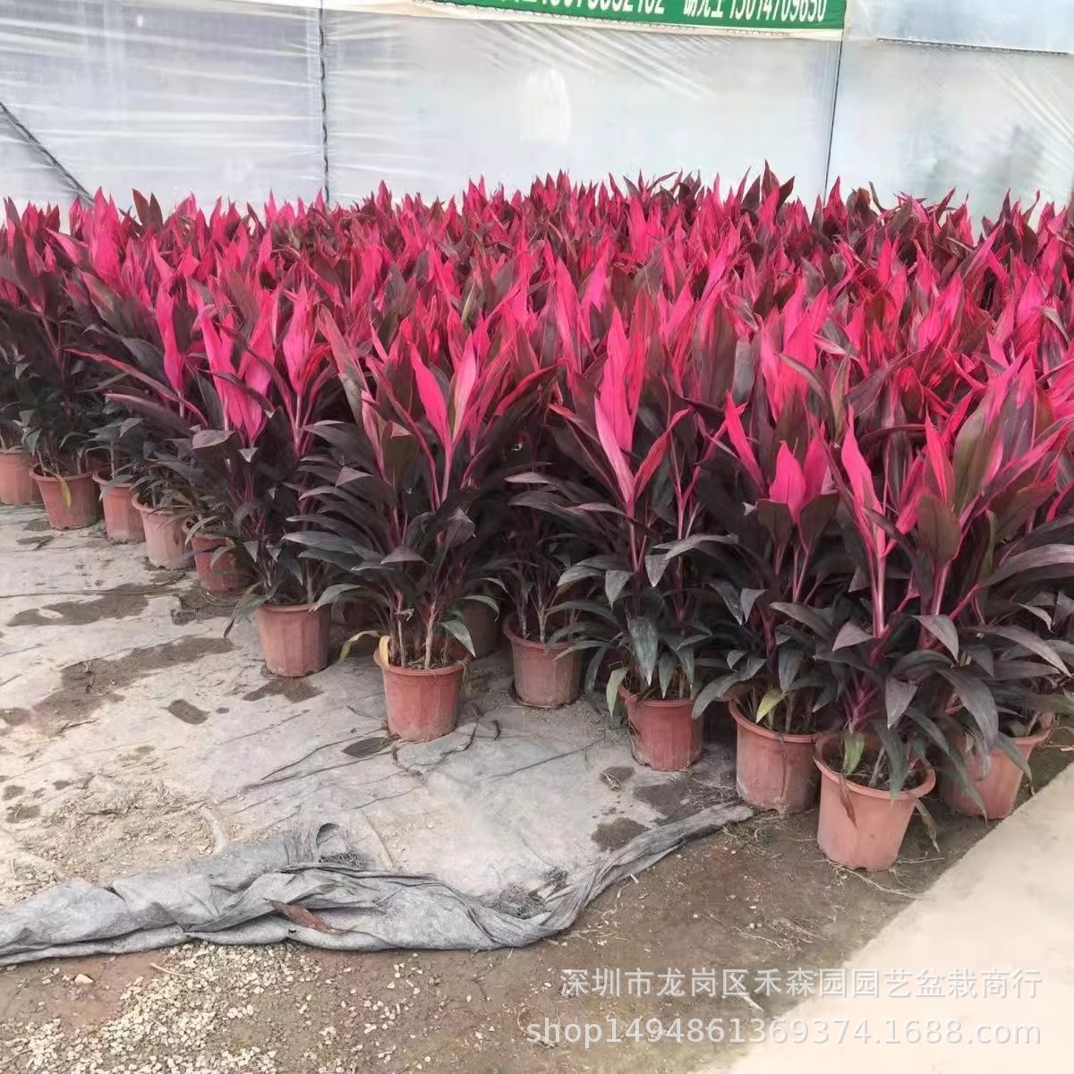 红叶朱蕉盆栽红铁树室内大型植物富贵竹可水培吸甲醛净化空气绿植