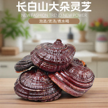 Lɽ֦`֥|Ұ֥؛ƬƷ500gݾ