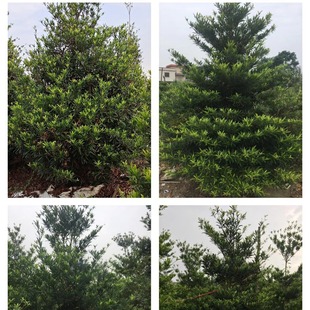 ˮʯ�� ���϶�Ӣ ˮ���� ��ɽ��ľ����ֱ�N