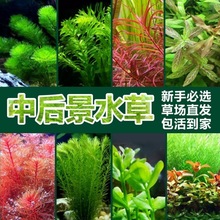 水草鱼缸植物懒人淡水有茎草缸造景水族箱中后景沉木套餐一件代发