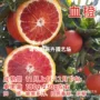 嫁接庭院特大盆栽果树苗