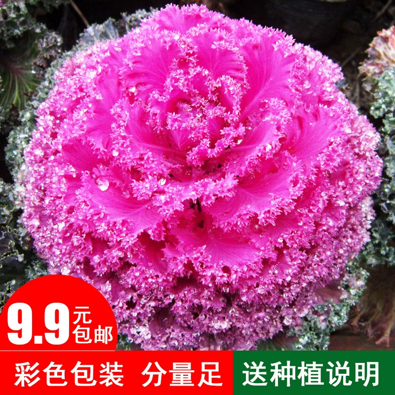 Семена кале декоративные съедобные специальные семена овощей листовой пион сад весенне-осенний балкон горшечная рапса