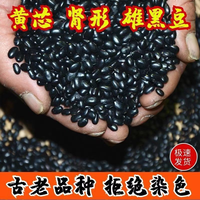 New Stock of Yellow Heart-Shaped Small Black Beans for Making Soy Milk, Sprouting, and as a Whole Grain. Yellow Heart-Shaped Round Black Beans Available for Dropshipping