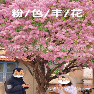 Lilac Flower Lilac Sapling Lilac Sapling Lilac Lilac Yellow Lilac Blue Dream Lilac Sapling