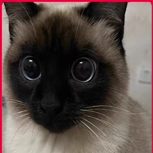 【罗猫】_罗猫品牌/图片/价格_罗猫批发_阿里巴巴